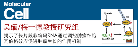 吴缅/梅一德研究组在非编码RNA研究中取得新进展